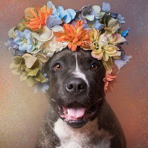 Meet your Posher, Pepper